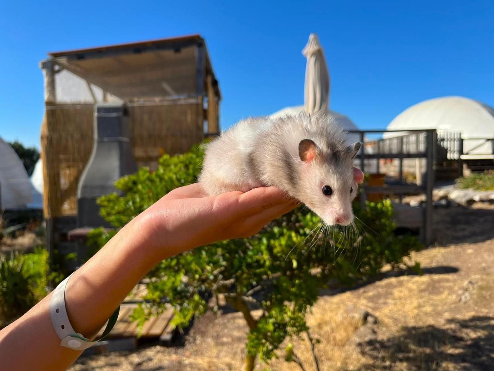 Agriturismo Glamping Erbe Matte SantʼAntìoco Buitenkant foto