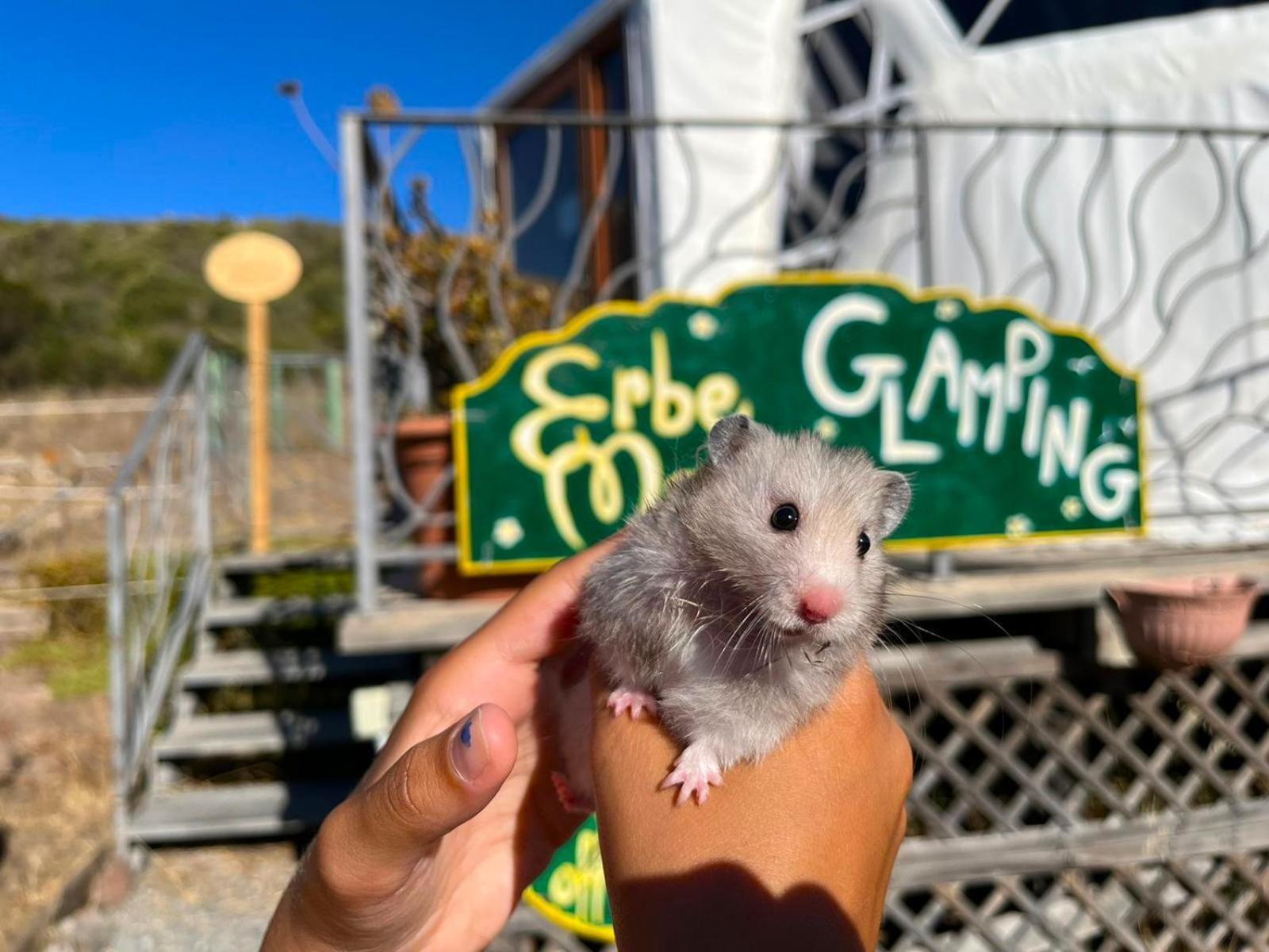 Agriturismo Glamping Erbe Matte SantʼAntìoco Buitenkant foto